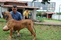 Matriz - Fila Brasileiro Dourado - Canil Singular - Nena